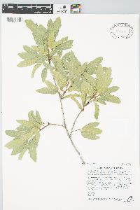 Quercus vaseyana image