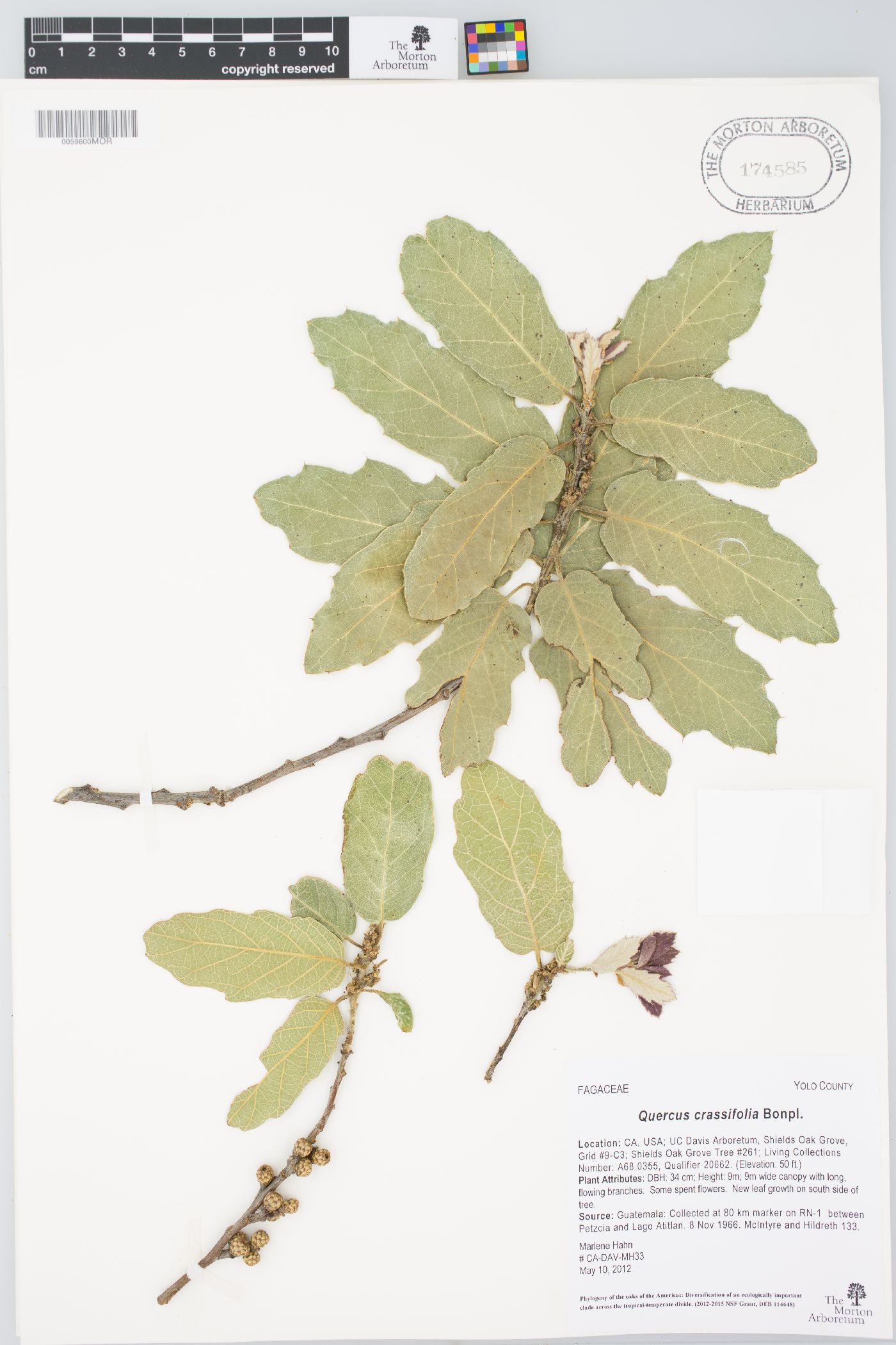 Quercus crassifolia image