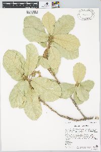 Quercus rugosa image