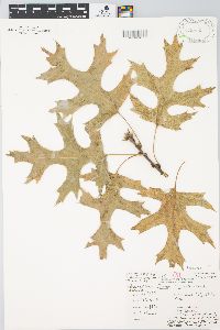 Quercus coccinea image