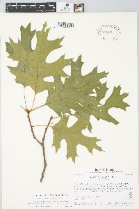 Quercus coccinea image