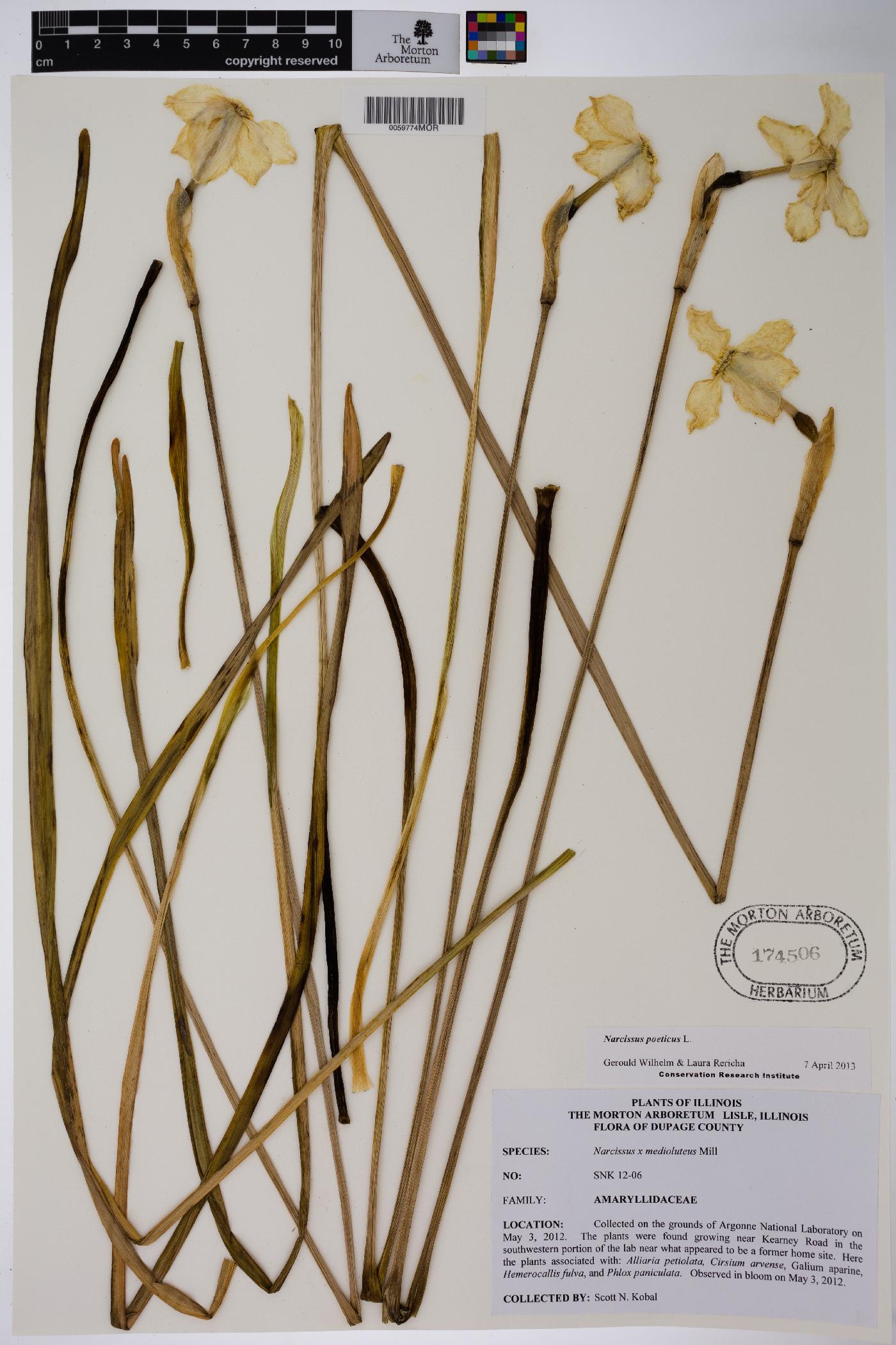 Narcissus poeticus image