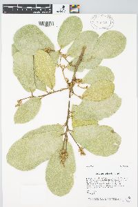 Quercus obtusata image