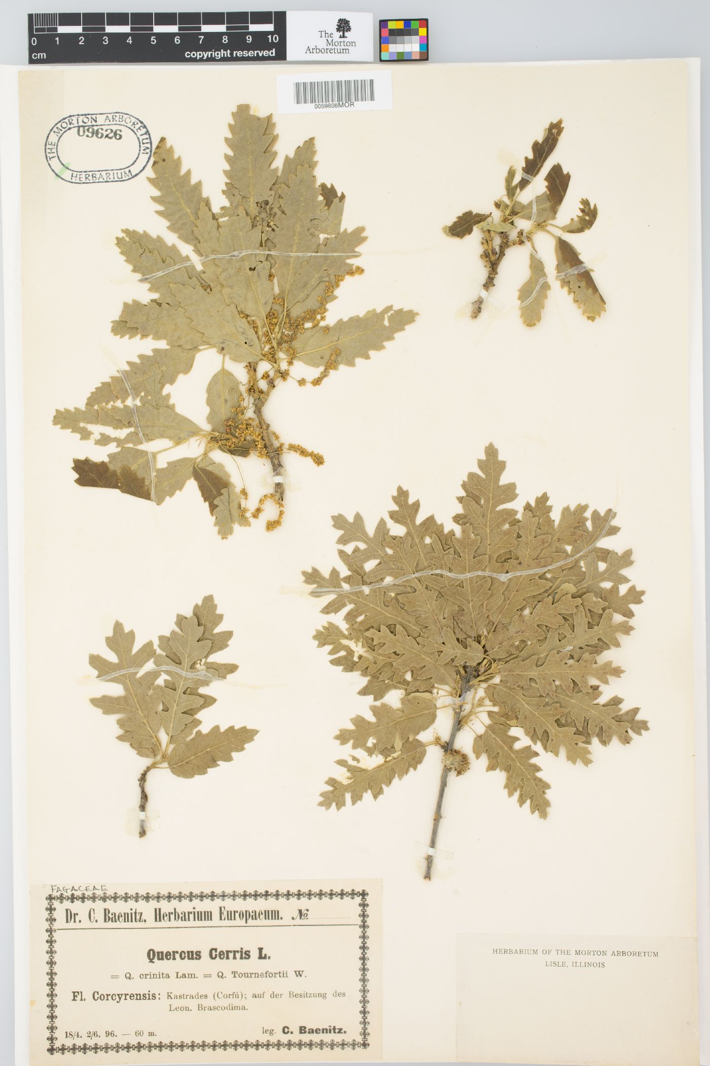 Quercus cerris image