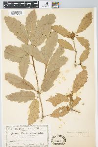 Quercus cerris image