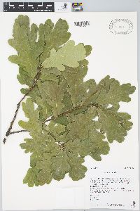 Quercus robur image