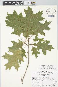 Quercus coccinea image