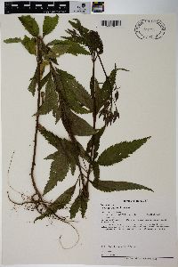 Verbena hastata image