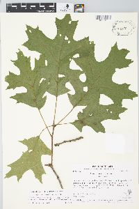 Quercus coccinea image