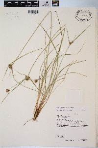 Cyperus lupulinus image