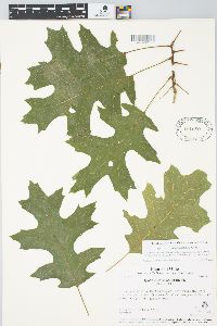 Quercus coccinea image