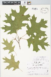 Quercus coccinea image