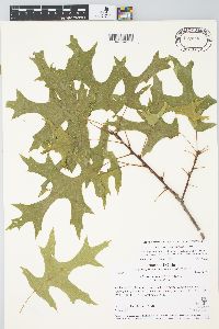 Quercus coccinea image