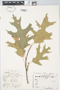 Quercus coccinea image