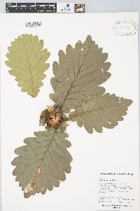 Quercus dentata image