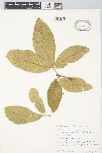 Quercus crassifolia image