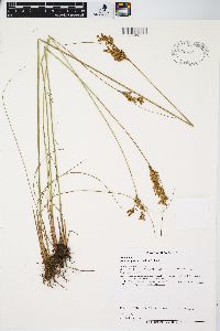 Juncus greenei image