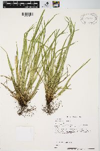 Carex jamesii image