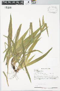 Carex albursina image