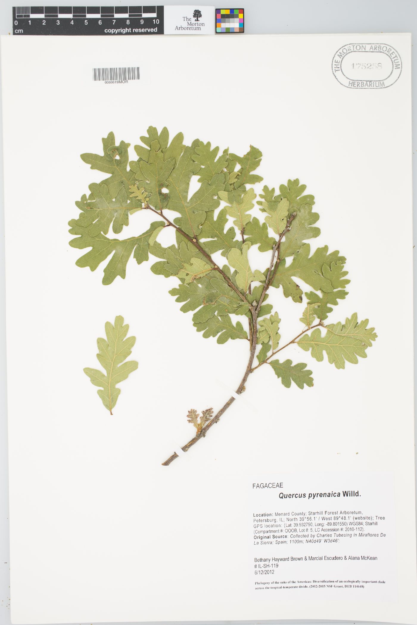 Quercus pyrenaica image