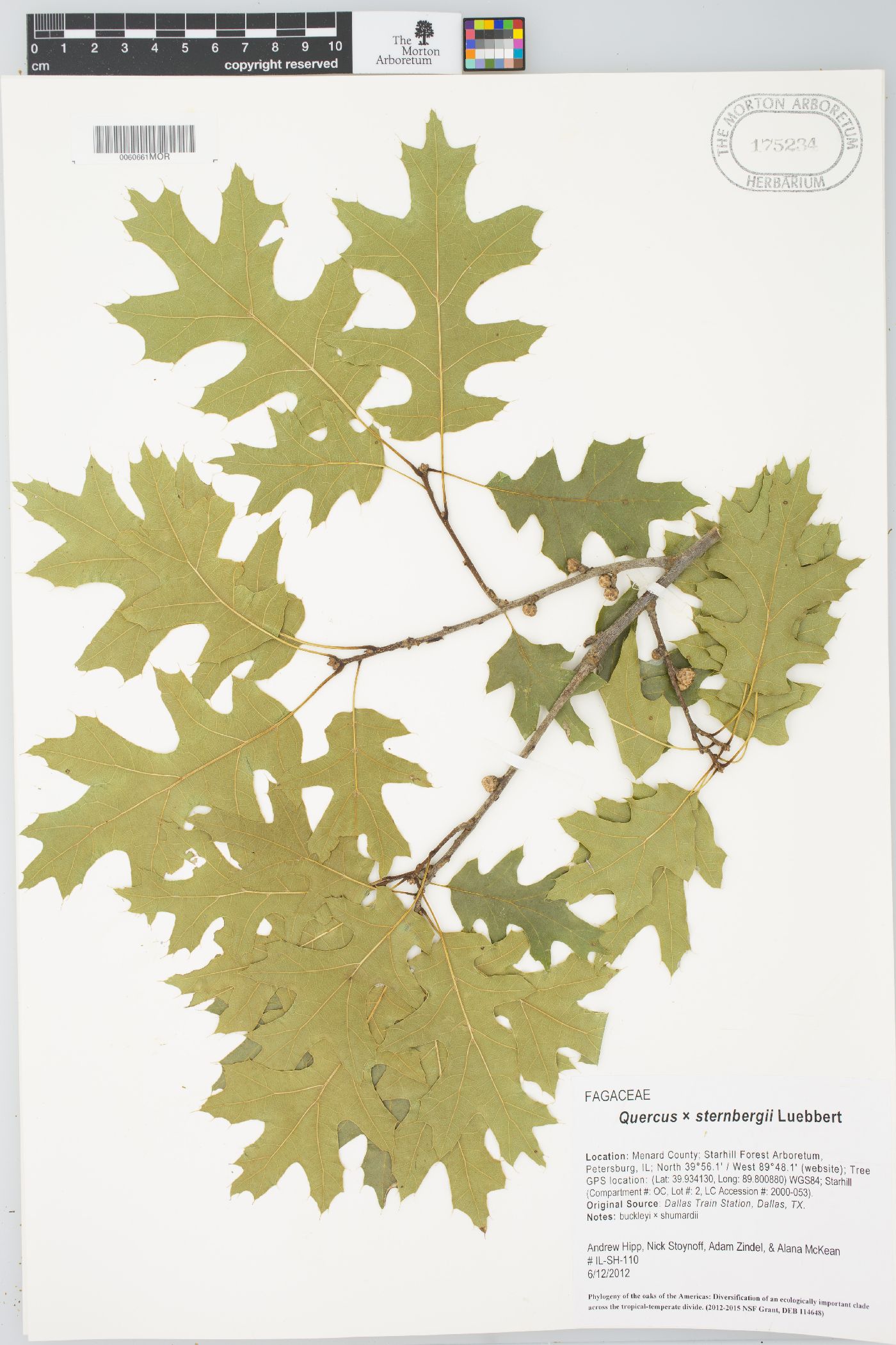 Quercus × sternbergii image