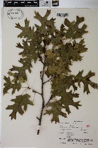 Quercus ellipsoidalis image