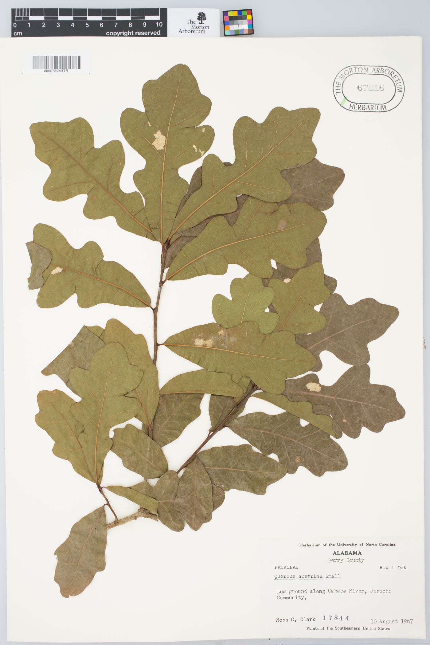 Quercus austrina image