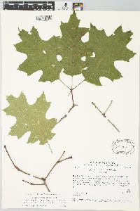 Quercus coccinea image