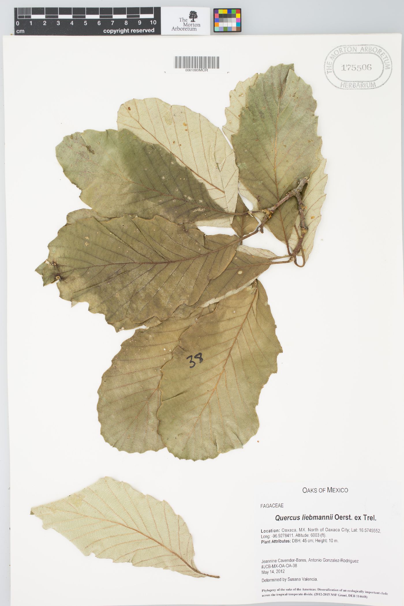 Quercus liebmannii image