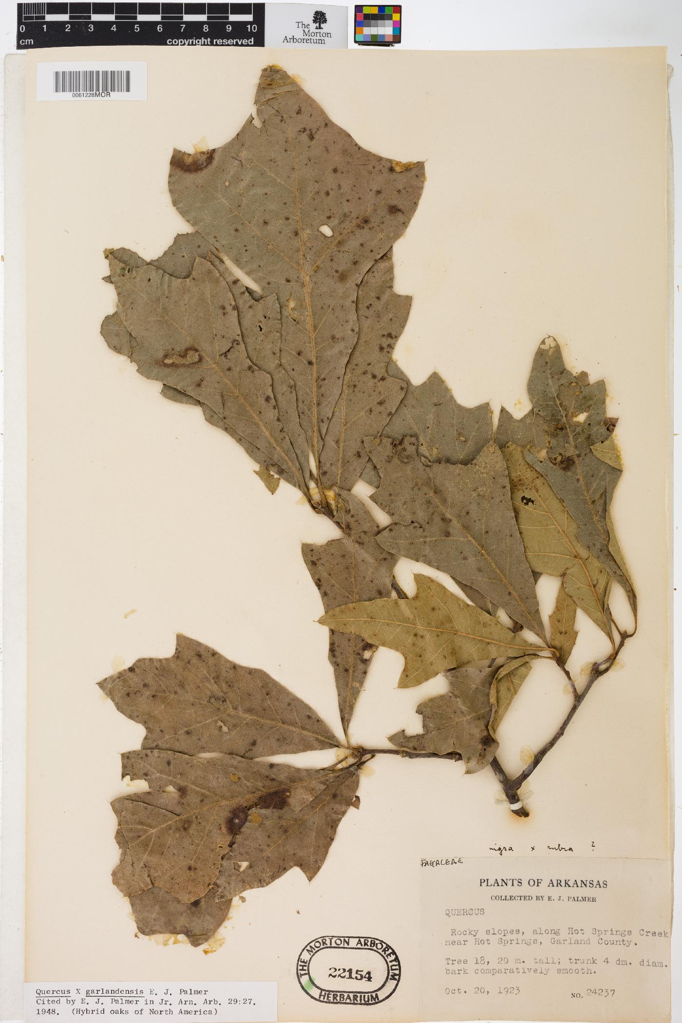 Quercus garlandensis image