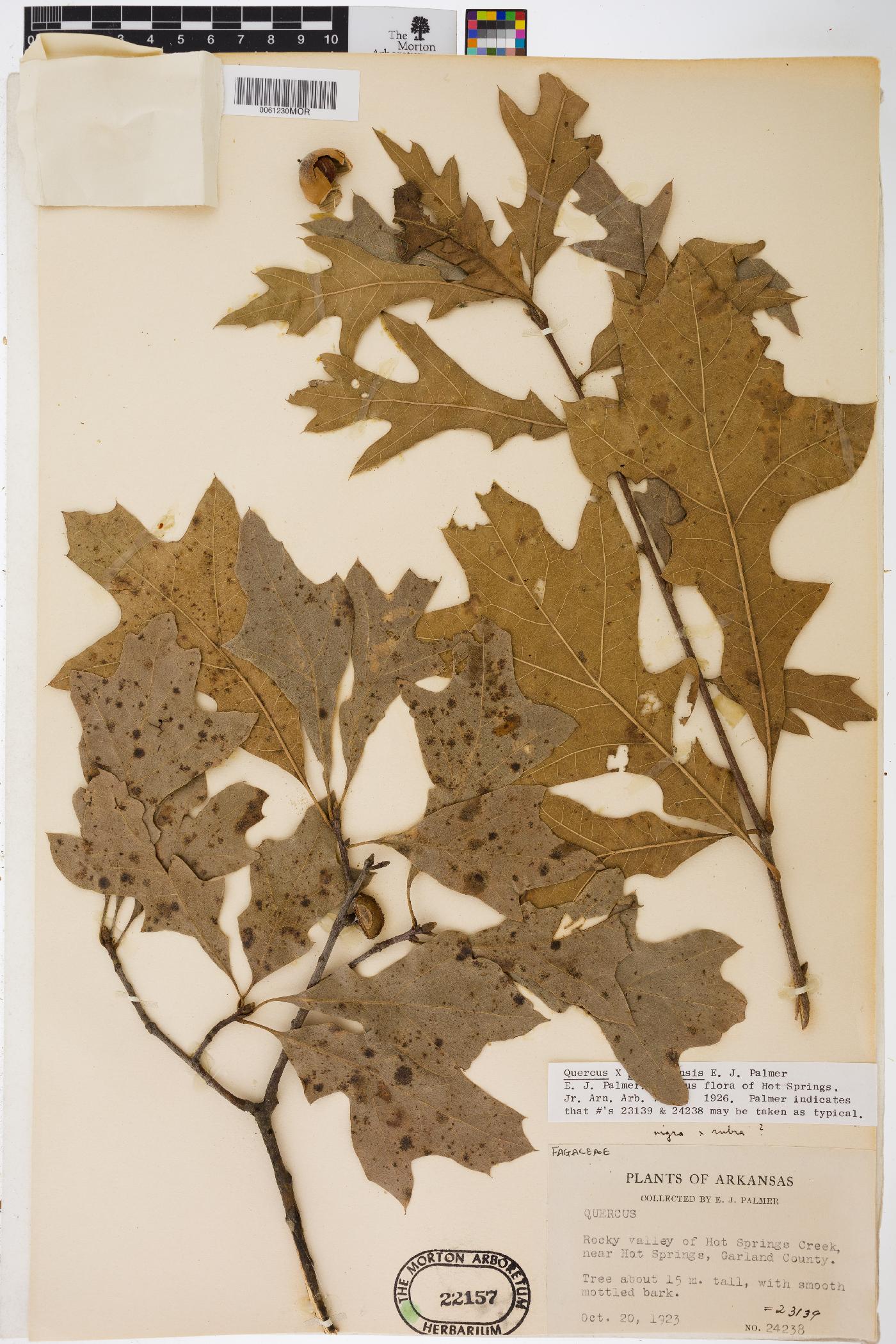 Quercus garlandensis image