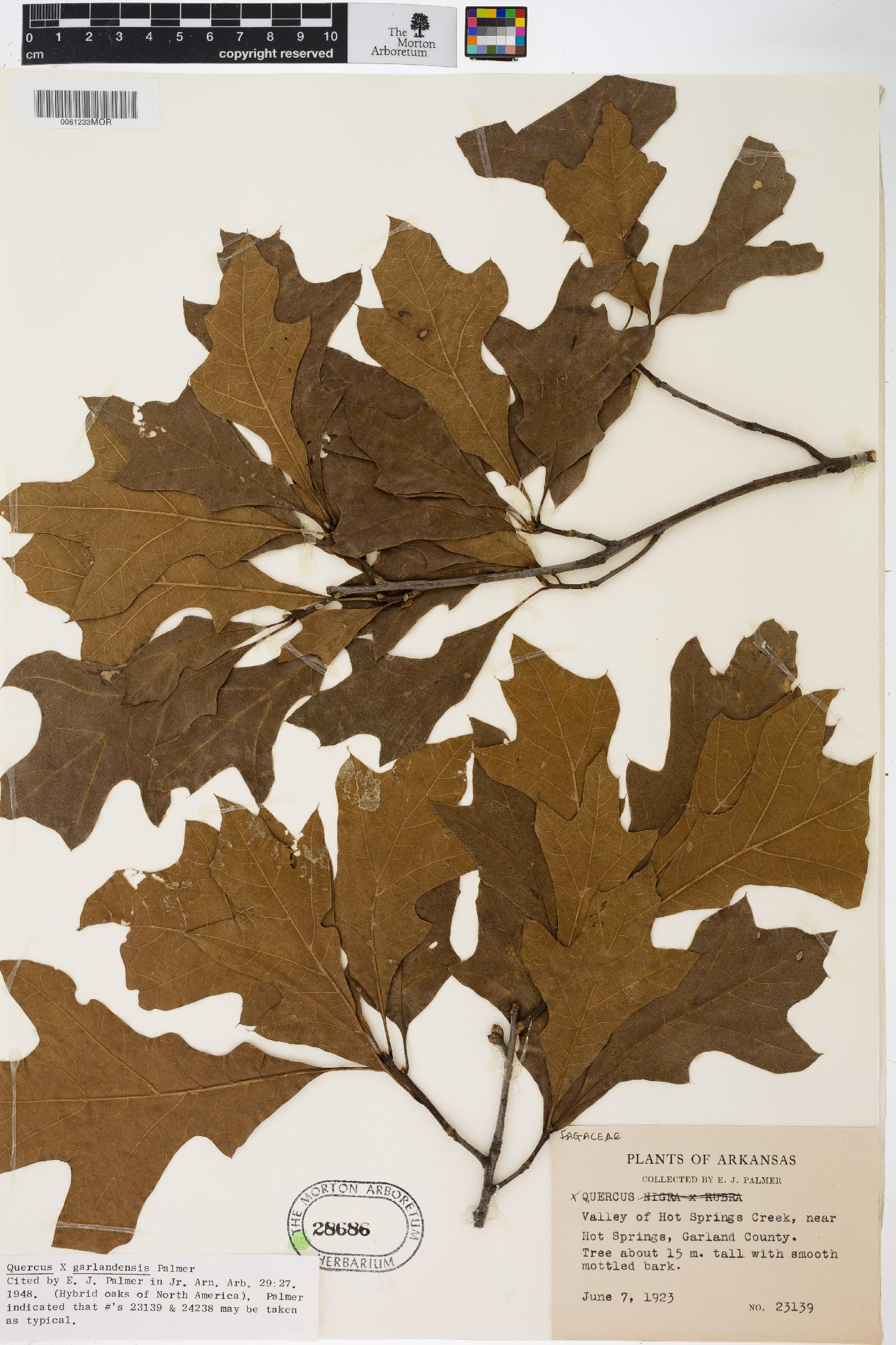 Quercus garlandensis image