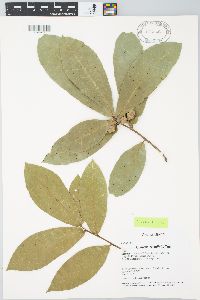 Quercus crispifolia image