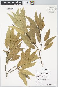 Quercus acutifolia image