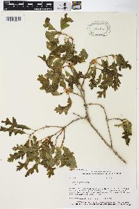 Quercus gambelii image