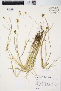 Carex bebbii image