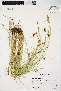 Carex bebbii image