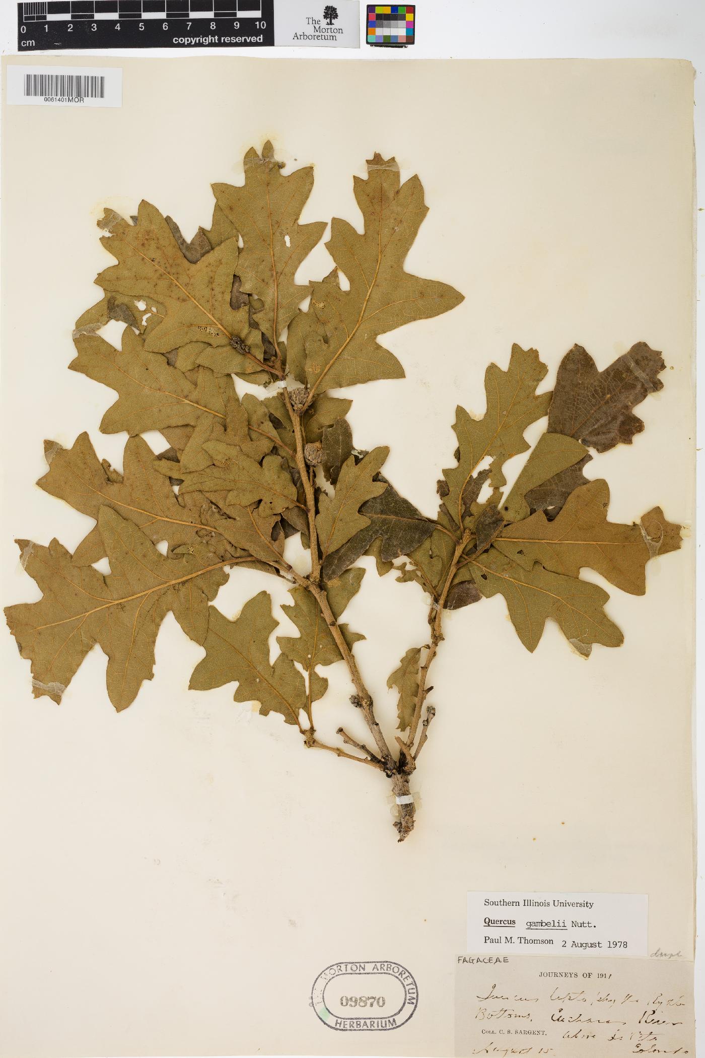 Quercus gambelii var. gambelii image