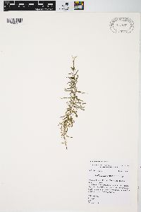 Epilobium leptophyllum image