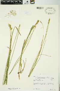 Carex normalis image