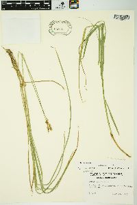 Carex normalis image