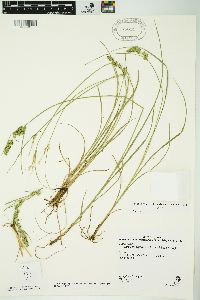 Carex nubigena image