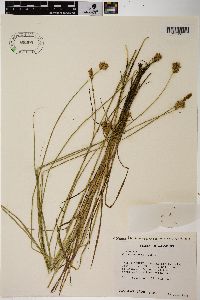 Carex scoparia var. scoparia image