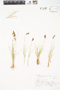 Carex phaeocephala image