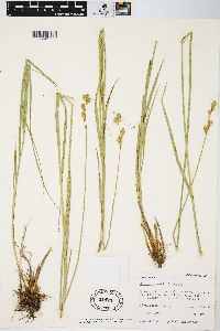 Carex bicknellii image