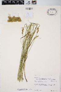 Carex festucacea image