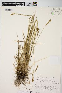 Carex foenea image