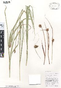 Carex harfordii image