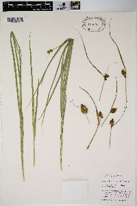 Carex harfordii image