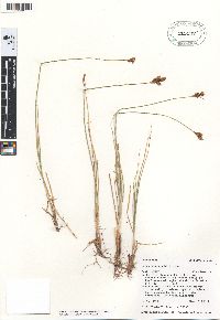 Carex phaeocephala image